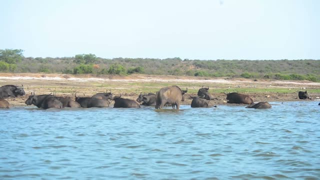 Buffalo Herd By Lakeshore