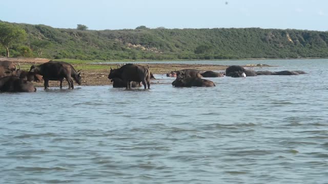 Buffalo Herd By Lakeshore