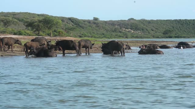 Buffalo Herd By Lakeshore