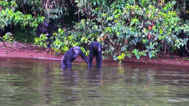 Chimpanzees Grooming In Grass