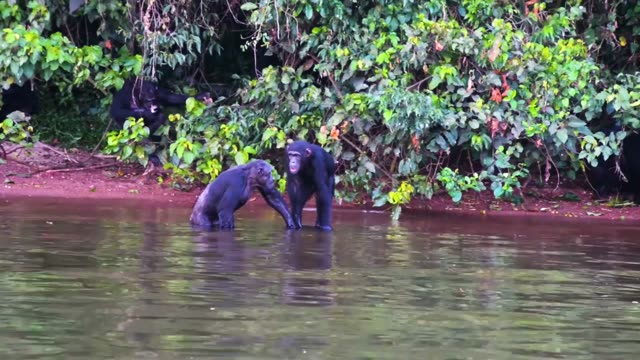 Chimpanzee Pair Interacting