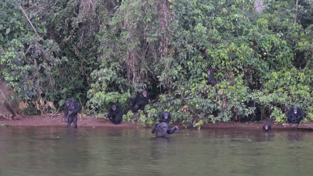 Chimpanzee At Riverbank