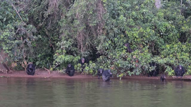 Chimpanzees Grooming In Grass