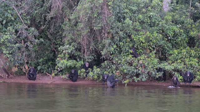 Chimpanzee Pair Interacting