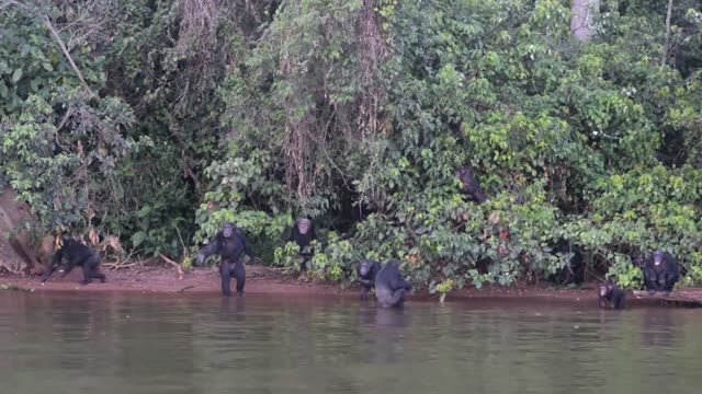 Chimpanzee At Riverbank