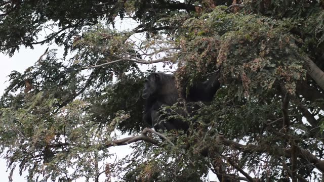 Chimpanzees Grooming In Grass