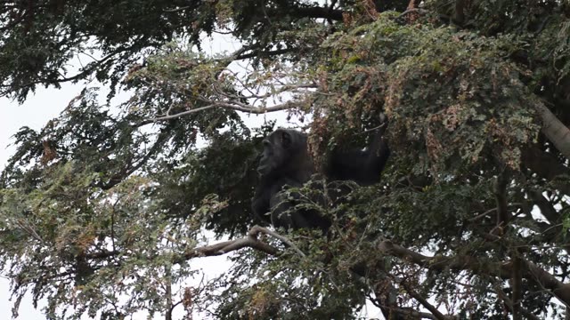 Chimpanzee Pair Interacting