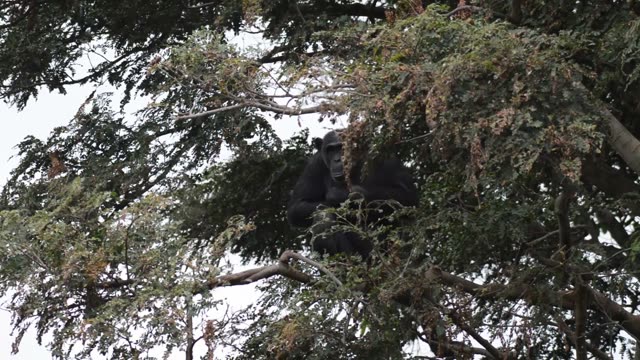 Chimpanzee At Riverbank