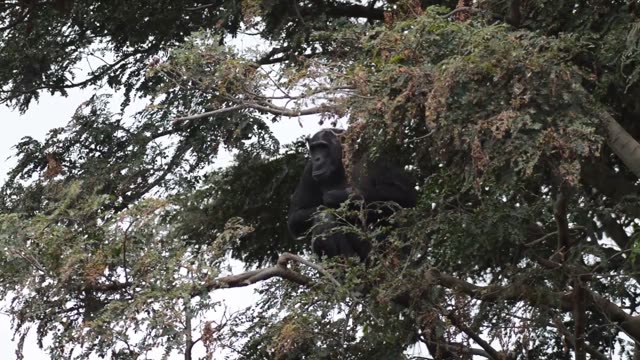 Chimpanzees Grooming In Grass
