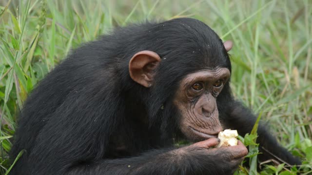 Chimpanzee Pair Interacting