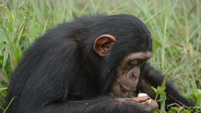Chimpanzee At Riverbank