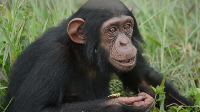 Chimpanzees Grooming In Grass