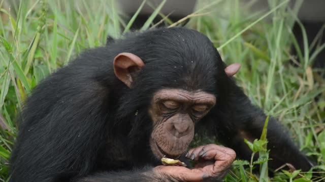 Chimpanzee Pair Interacting