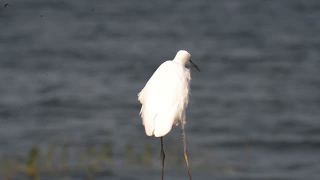 Little Egret Wading By Water