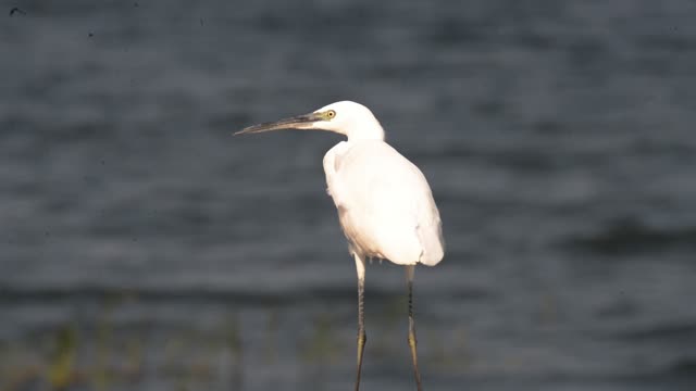 Little Egret Wading By Water