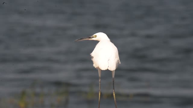 Little Egret Wading By Water