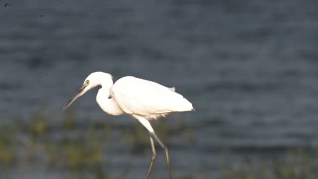 Little Egret Wading By Water