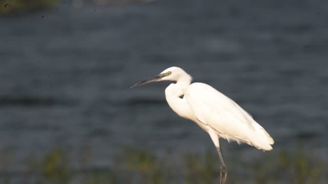 Little Egret Wading By Water