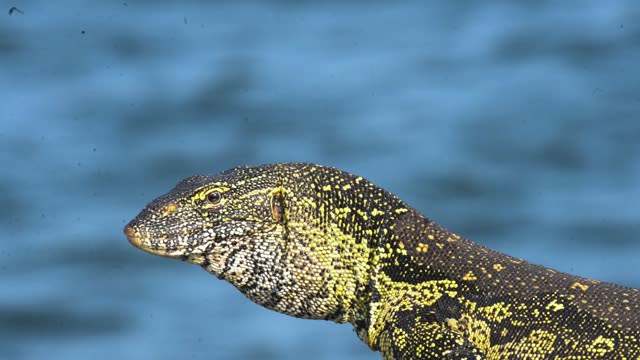 Nile Monitor Lizard By Water