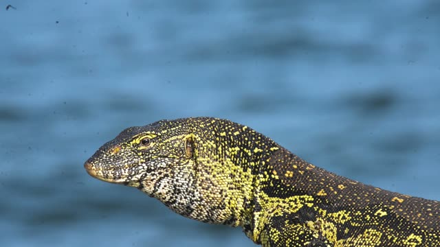Nile Monitor Lizard By Water