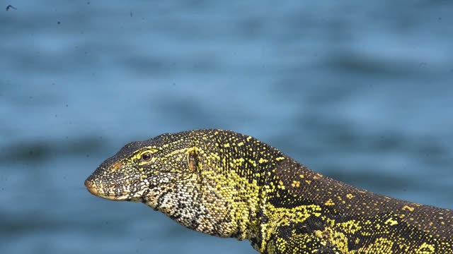 Nile Monitor Lizard By Water