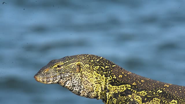 Nile Monitor Lizard By Water