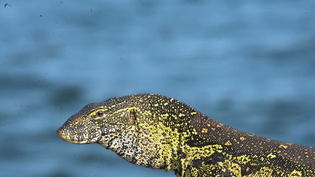 Nile Monitor Lizard By Water