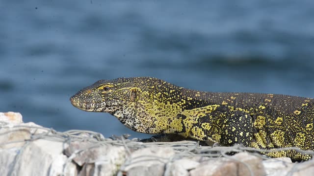 Nile Monitor Lizard By Water
