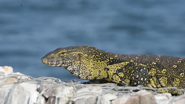 Nile Monitor Lizard By Water