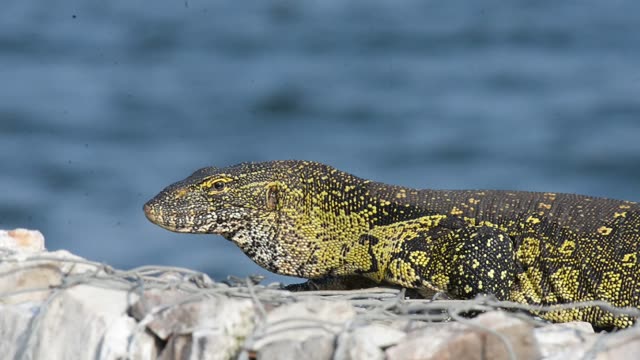 Nile Monitor Lizard By Water