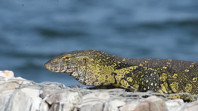 Nile Monitor Lizard By Water