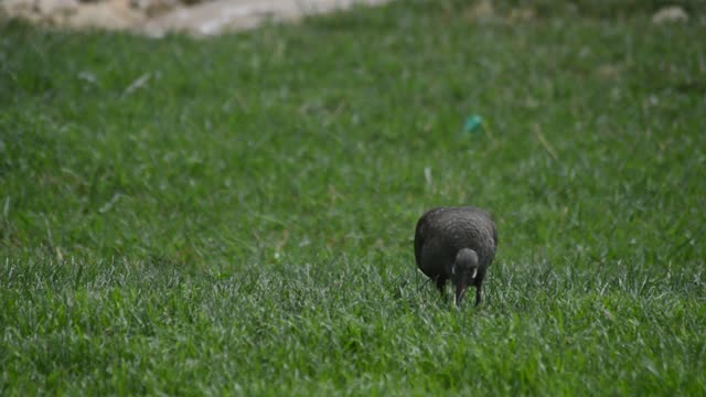Hadada Ibis Foraging In Grass