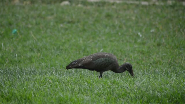 Blacksmith Lapwing In Grassland
