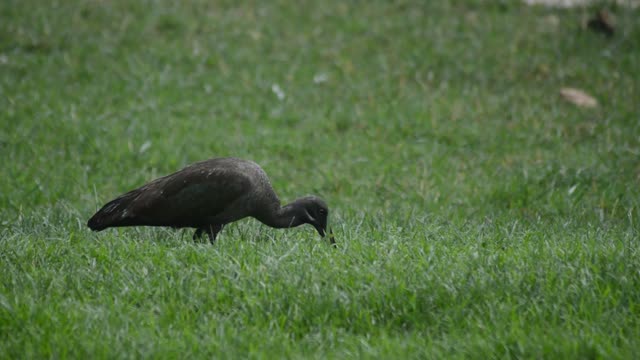 Hadada Ibis Foraging In Grass