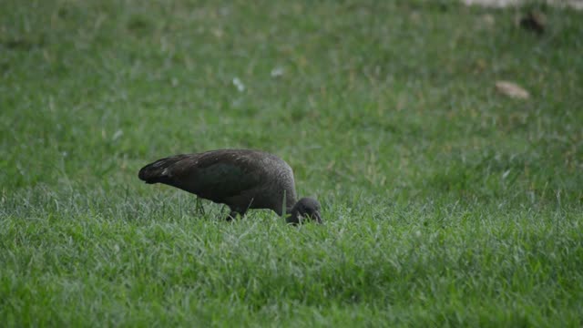 Blacksmith Lapwing In Grassland