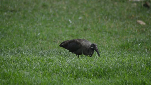 Hadada Ibis Foraging In Grass