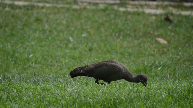 Blacksmith Lapwing In Grassland