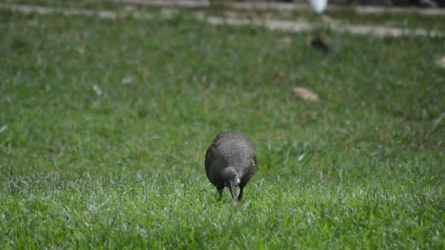 Hadada Ibis Foraging In Grass