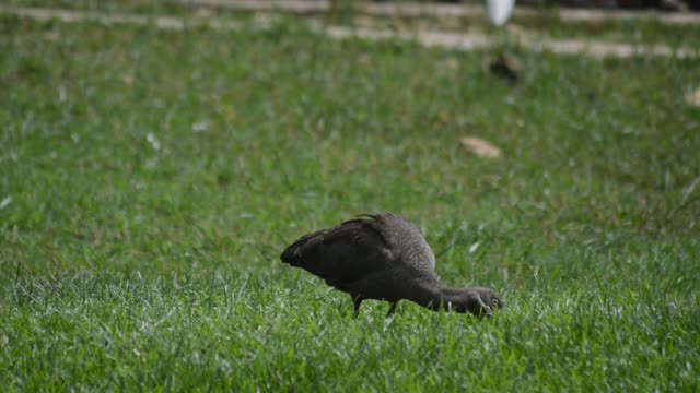 Blacksmith Lapwing In Grassland