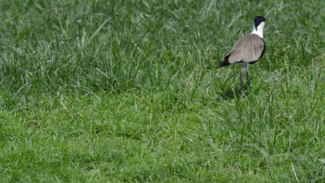 Hadada Ibis Foraging In Grass