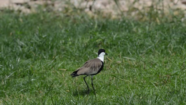 Blacksmith Lapwing In Grassland