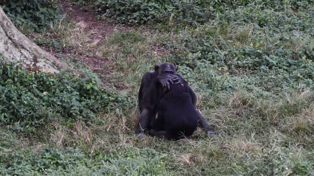 Chimpanzees Grooming In Grass