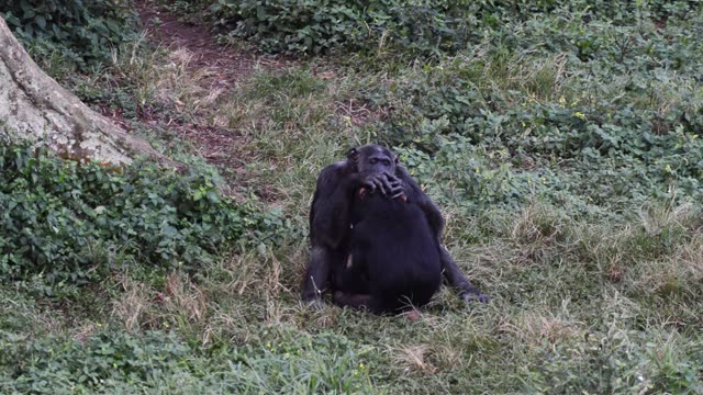 Chimpanzee Pair Interacting