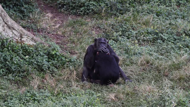 Chimpanzee At Riverbank