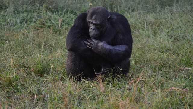 Chimpanzees Grooming In Grass