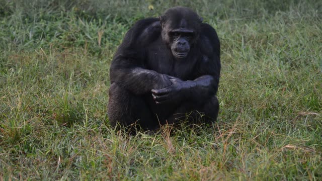 Chimpanzee Pair Interacting