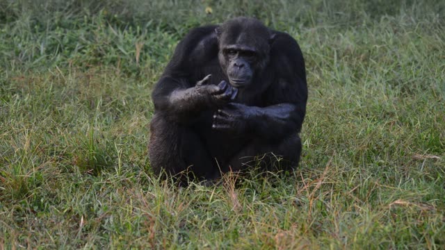 Chimpanzee At Riverbank