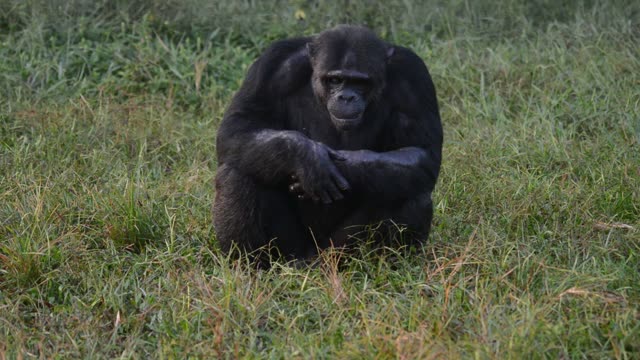 Chimpanzees Grooming In Grass