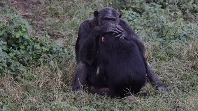 Chimpanzee Pair Interacting