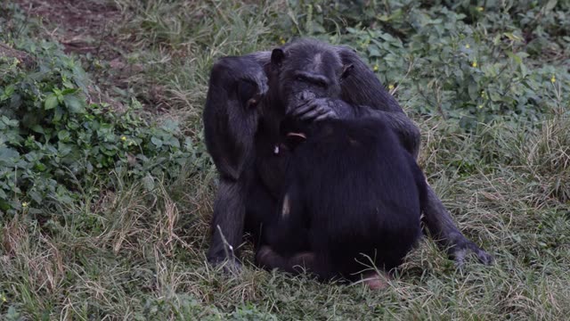 Chimpanzee At Riverbank